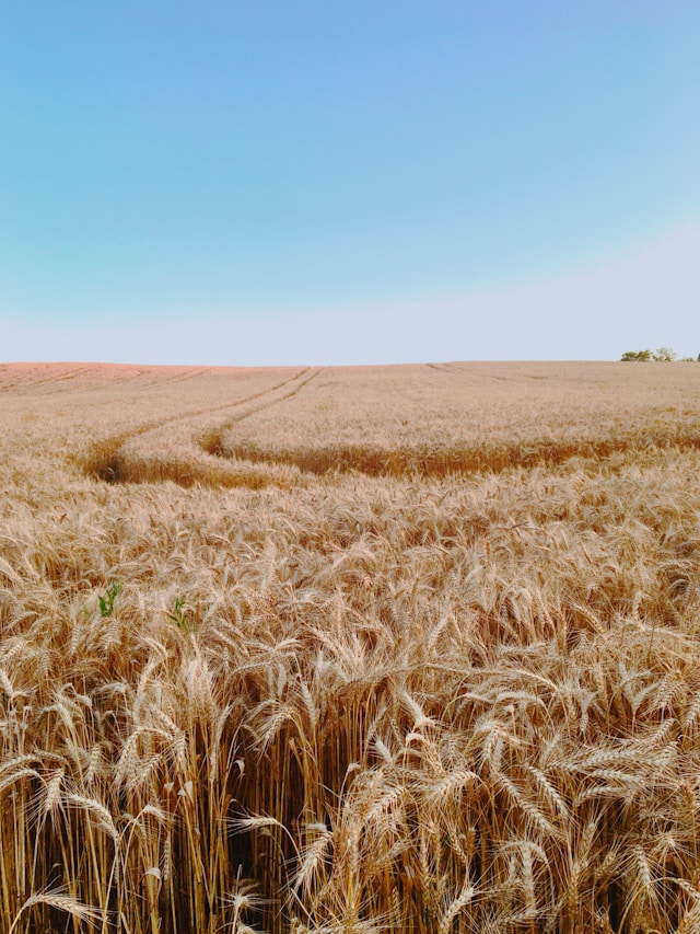 wheat-field